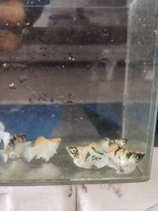 Red Head Zebra Molly Fish | Live Aquarium Fish | Freshwater Ornamental Fish
