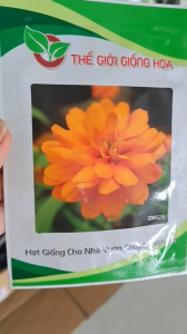 (Gói 100 hạt) Hạt Giống Hoa Cúc Lá Nhám Lùn F1 ZIN523 THẾ GIỚI GIỐNG HOA - Hoa màu vàng cam