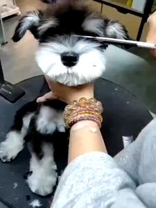 Professional PET SET GROOMING SCISSORS Cutting Thinning Scissors Stainless Steel Pet Dog Grooming Scissors Kit Cat SCISSORS