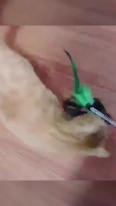 Nexlent Pet Toy Cat Teaser Colorful Feather Stick Swing Funny Toys