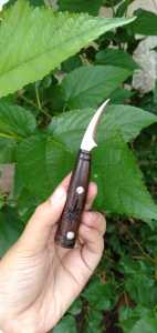 Pisau raut jalu ayam aduan