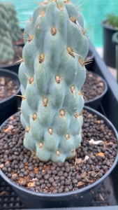 โอพันเทียข้าวโพด Opuntia miquelii ไซส์กระถาง 3-4 นิ้ว แคคตัส กระบองเพชร ต้นไม้ประดับ อวบน้ำ แคนตัส ตะบองเพชร มีรากแล้ว พร้อมสวยส่งทั้งกระถาง