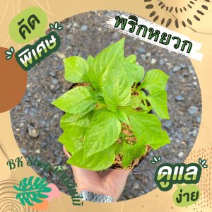 ต้นพริกหยวก ขนาดถุงเพาะ/กระถาง 6 นิ้ว ผักออแกนิค พร้อมปลูก ผักสวนครัว ผักสวนครัวปลูกง่าย ผักสวนครัวพร้อมปลูก ผักออร์แกนิก ต้นพริก พริก