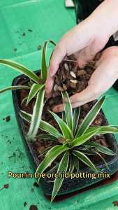 8L Premium Organic Orchid Soilless Potting Mix 15-in-1 Orchid Potting Mix Soil-less Medium For Orchids Leafy Greens Herbs Plants