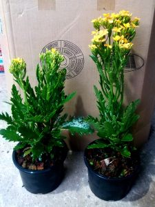 กุหลาบหินเหลืองมาเลย์ ส่งต้นใหญ่ สูง 30-40 CM พร้อมดอก