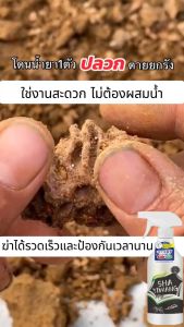 ✅ฟรีน้ำหอมกำจัดยุง✅ การติดเชื้อฆ่าปลวกทั้งหมดในครั้งเดียว ฆ่าพวกปลวก 100% ยากำจัดปลวกตายยกรัง 500ML นําเข้าจากสหรัฐอเมริกา ไม่มีสารเคมีตกค้าง ยากำจัดปลวก น้ำยากำจัดปลวก กำจัดปลวก ยกรัง ยาฆ่ามด