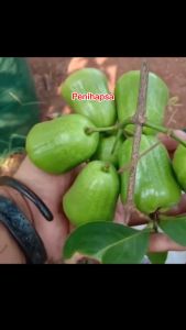 Bibit Jambu Air Kiojok: Cara Menanam & Pemanfaatan