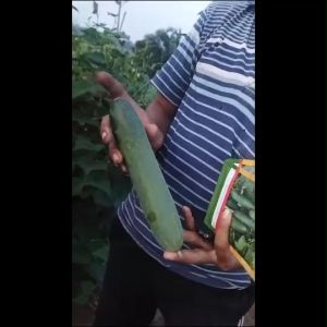 Benih Mentimun Timun Hibrida Tipe Rujak Kansai F1 Isi 20 Gram Cap Tiga Daun