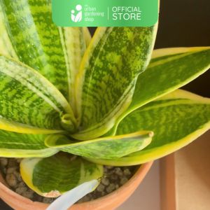 Squeeze Bottle 500ml - Ideal for Watering or Root Irrigation of Small Plants