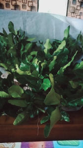 ใบมะกรูดสดจากบ้านสวนเกษตรอินทรีย์ ปลอดสาน สดใหม่