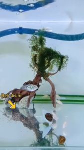 Batu Aerator BULAT BOLA 2cm - Air Stone Gelembung Udara Aquarium 2 cm