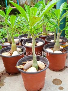 Medium Size Garden Desert Rose Plant Adenium Obesum Anak Pokok Bunga Kemboja 沙漠玫瑰 小富贵花