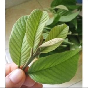 Daun Jambu Biji Segar – 50 Lembar Segar dari Kebun