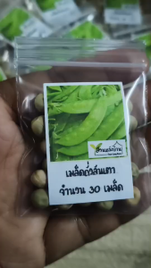 30 เมล็ด ถั่วลันเตา เมล็ดพันธุ์ถั่วลันเตา ถั่วลันเตาฝักแบน เมล็ดถั่วลันเตาฝักแบน ถั่วลันเตากินฝัก