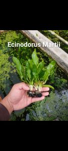 Tanaman air hias aquarium Aquascape Per pcs Echinodorus martii Tanaman hias air tawar media webikusa Hiasan Aquarium Aquascape