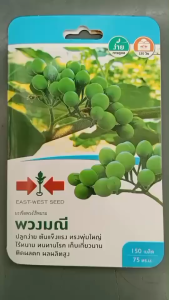 ศรแดง มะเขือพวง พวงมณี [ ซอง ]หมดอายุ 23/01/2570 เมล็ด/ซอง ] ต้นแข็งแรง ทรงพุ่มใหญ่ ไร้หนาม