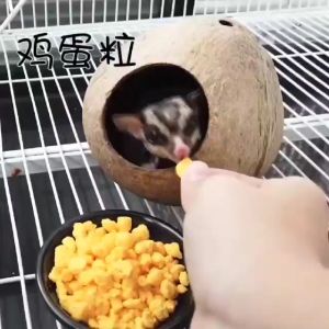 Pet Snack dried egg yolk / Suger Glider Food / Suger Glider Snack /蜜袋鼯蛋黄酥 /仓鼠蛋黄酥