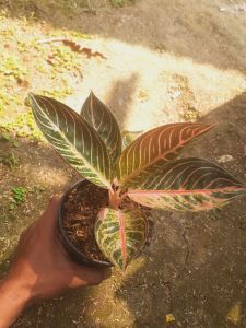 Tanaman hias aglonema red sumatra/post daun 34