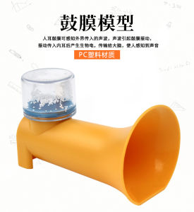 Mô Hình Tai Con Người Truyền Âm Thanh Mô Hình Màng Giữa Tai Mô Hình Giáo Dục Sớm Mô Hình Vật Lý Cho Trẻ Em Mẫu Giáo