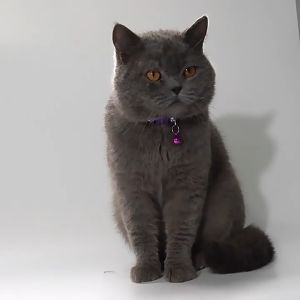 ปลอกคอแมว สายจูงแมว สีสันสดใส ปลอกคอนิรภัยแมว ด้วยระฆัง