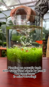 เมล็ดพันธุ์ไม้น้ำ ไม้น้ำปลูกง่าย เหมาะสำหรับตู้ปลาและอควาเรียม - ของตกแต่งสีเขียวสวยงาม