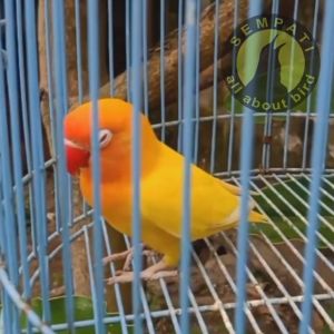 SEMPATI Daun Kitolot Bmw Obat Tetes Mata Burung Sakit Katarak Berlendir Bengkak Untuk Lovebird Kenari Kacer Murai Pleci Cucak Pentet Anis Dll DAUNKBMW