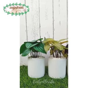 Koleksi Tanaman Hias Mini: Peperomia, Aglonema & Calladium