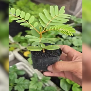 Combo 10 cây so đũa siêu hoa - Combo 10 cây giống so đũa siêu bông - Cây so đũa - Cây điền thanh