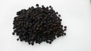 Hạt dổi Tây Bắc hạt dổi nếp