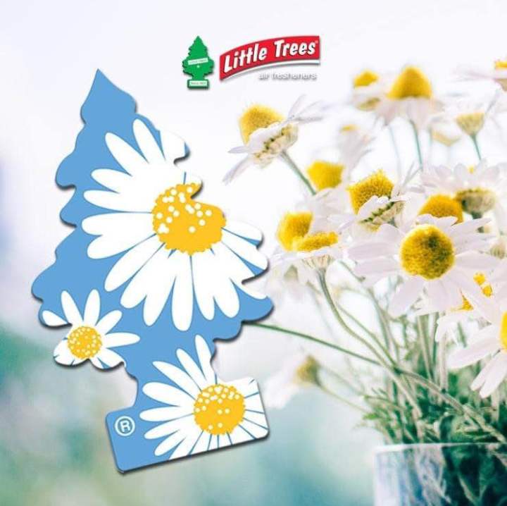 Daisy Fields(กลิ่นทุ่งดอกเดซี่) Little Trees แผ่นน้ำหอมปรับอากาศ ...