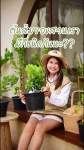 Treeno.9 T367 ส้มจี๊ด เลมอน มะนาว ส้มโอ สูดพรีเมี่ยม Kumquat Lemon 8-10 นิ้ว / สูง 50-70 ซม. ไม้ประดับ ไม้มงคล ผลไม้ รวม (ต้นไม้)