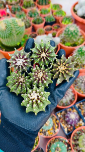 Gymnocalycium Friedrichii LB2178 VOS1024 肋骨牡丹 裸萼球属