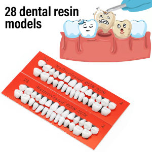 28teeth Resin Denture Teeth Comparator Mirror Dentistry Bleaching Dental Plate Research On Dental Education Model Dental Tools