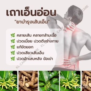 ยาสมุนไพร เถาเอ็นอ่อน บรรเทาปวดเมื่อย เข่าเสื่อม เส้นเอ็นอักเสบ 100 แคปซูล ของแท้100%