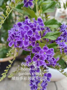 蕾丝金露花苗植物 Lace Golden Dewdrop Flower Seedlings Plants/ Lace Golden Dewdrop Bunga Anak Benih Tumbuhan