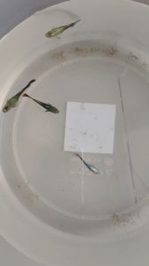 ไร มิราเคิล 50กรัม อาหารปลาหางนกยูง เม็ดลอย สำหรับปลาเล็ก-ปลาโต กินดี สีสด แข็งแรง