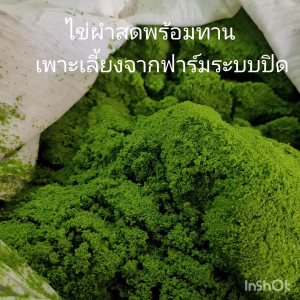 ชุด เลี้ยงไข่ผำ Wolffia เลี้ยงได้ 2 กาละมัง ชุดมือใหม่ เลี้ยงง่าย โตไว ครบ จบ ในชุดเดียว