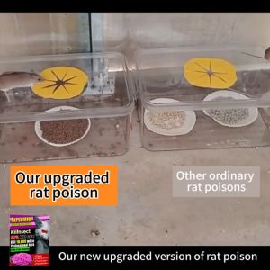 Mouse Killer Lason sa Daga: Non-Stinking Rat Poison & Pest Control