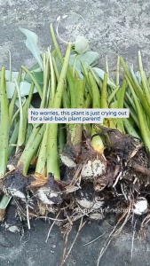 Green and Purple Stem Edible Taro/Gabi 3pcs. (Pangtanim) (Luzon only)