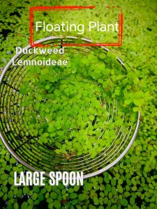 浮萍Duckweed Lemnoideae ( Aquatic water floating plant)Betta Guppy