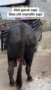 Sisir Dan Pembersih Bulu Untuk Kuda Sapi Domba