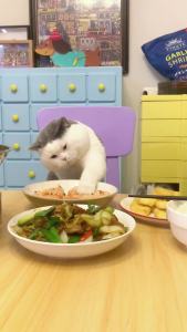 MYFOODIE | Moist & Nutritious Cat Wet Food