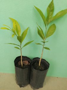 ต้นผักหวาน ชุด 2 ถุง ความสูง 15-20 เซนติเมตร
