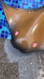 Radio Control Manta Ray (life-like in water) 2.4G