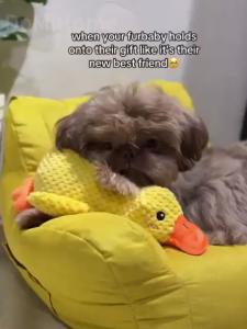Barking Duck Plush Toy for Dogs - Chew Toy for Teeth Cleaning and Teddy Bear Toy for Energy Drainage