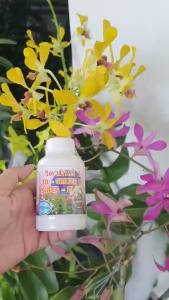 SUPER B1 GROFER THÁI LAN – RỄ MẬP CHỒI KHỎE HOA ĐẸP  CHAI 100ML - MAI HUY SINCE 2008