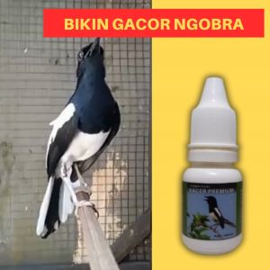 Vitamin Burung Kacer Premium Lomba Macet Bunyi Biar Gacor