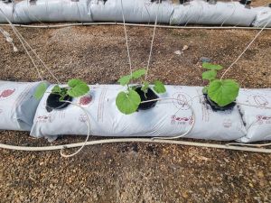 ถุงGOB ถุง ปลุกพืชแนวนอน ถุงหมอน