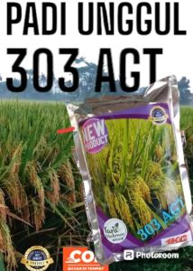 BENIH PADI 303-AGT TERBARU 1KG