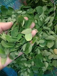 DAUN KELOR SEGAR HANYA DAUNNYA SAJA PER 200 GRAM